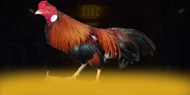 Vinbet - Tổng hợp đánh giá từ cộng đồng game thủ.