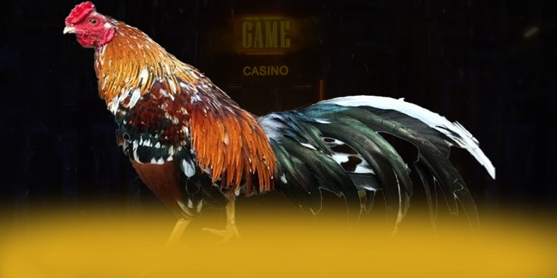 
Điểm nổi bật tại Lu88 - Cổng cá cược chất lượng tại Việt Nam
