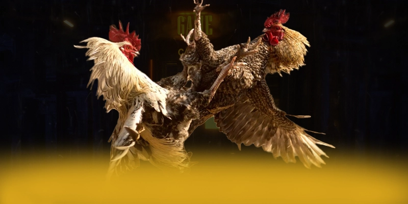 ĐÁ GÀ TRỰC TIẾP – Cổng trò chơi có thưởng lớn, đang làm mưa làm gió trên thị trường. ĐÁ GÀ TRỰC TIẾP – Cổng trò chơi có thưởng lớn, đang làm mưa làm gió trên thị trường.