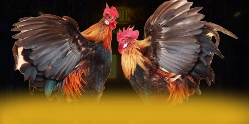 
Cùng trải nghiệm CONGA6789 - Nhà cái chất lượng được quan tâm
