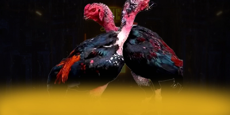 DAGA88 - Sân chơi được cấp phép 2025 – Tìm hiểu về độ tin cậy và bảo mật tại DAGA88