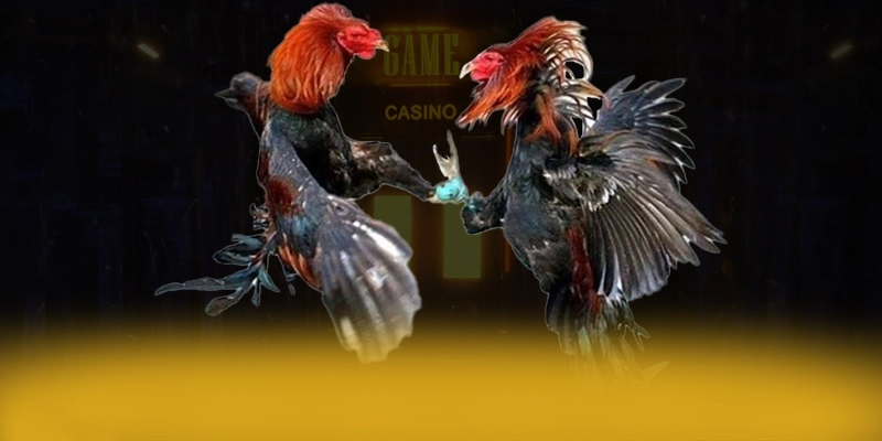 DAGA88 - Cổng cá cược chuyên nghiệp hiện nay