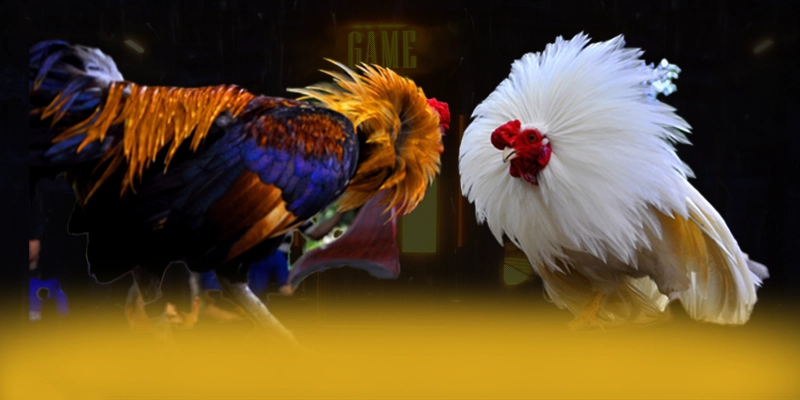 
Giới thiệu tài xỉu online - Cổng cá cược uy tín số 1 hiện nay
