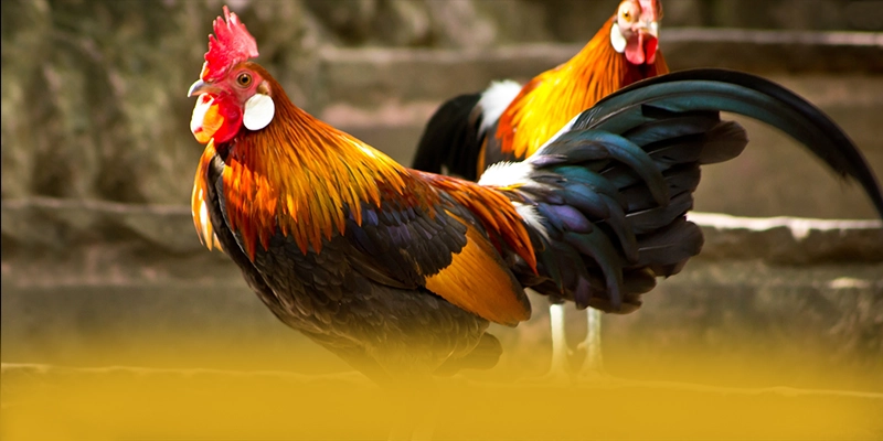 
Khám phá FAFA191 - Cổng trò chơi an toàn tuyệt đối được cộng đồng đánh giá cao
