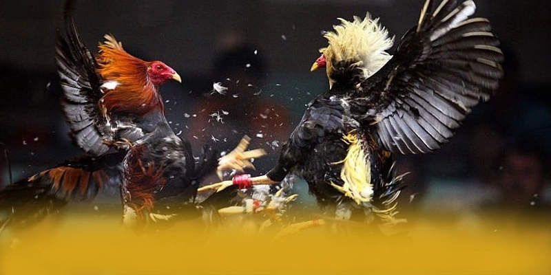 CONGA6789 - Cổng trò chơi có quà tặng đặc biệt được cộng đồng game thủ yêu thích – Khám phá CONGA6789 CONGA6789 - Cổng trò chơi có quà tặng đặc biệt được cộng đồng game thủ yêu thích – Khám phá CONGA6789