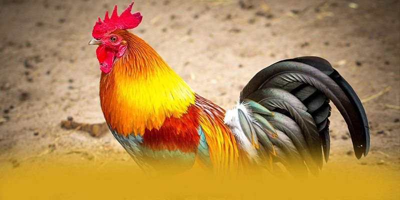 B52 - Ứng dụng giải trí với nhiều tựa game đổi thưởng hấp dẫn đang làm mưa làm gió trên thị trường – Khám phá những game hot đến từ B52 B52 - Ứng dụng giải trí với nhiều tựa game đổi thưởng hấp dẫn đang làm mưa làm gió trên thị trường – Khám phá những game hot đến từ B52