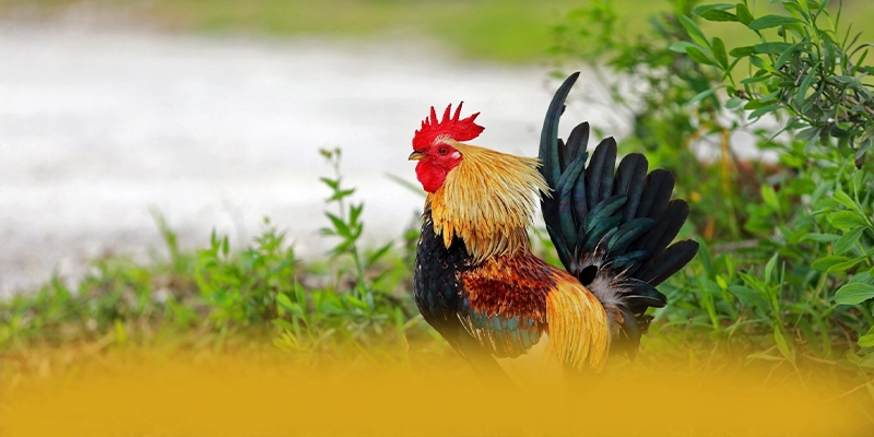 NK88 - Nền tảng cá cược đang làm mưa làm gió được đánh giá cao – Trải nghiệm NK88 NK88 - Nền tảng cá cược đang làm mưa làm gió được đánh giá cao – Trải nghiệm NK88