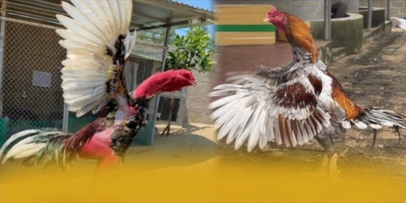 KL99 - Cổng giải trí có quà tặng đặc biệt tại Việt Nam – Cập nhật event và quà tặng tại KL99 KL99 - Cổng giải trí có quà tặng đặc biệt tại Việt Nam – Cập nhật event và quà tặng tại KL99