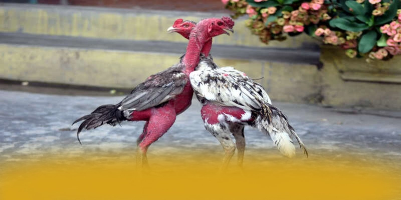 KL99 - Kết bài với đầy đủ ưu điểm nổi bật. KL99 - Kết bài với đầy đủ ưu điểm nổi bật.